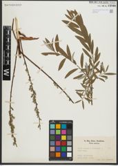 Foto von Salix repens L. x Salix viminalis L.